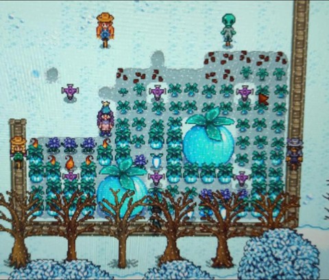 星露谷物语冬天种什么[图1]